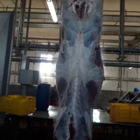 قصاب سیار|حیوانات مزرعه|قزوین, |دیوار