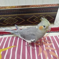 جوجه عروس هلندی  فروشی