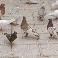 چند جفت کفتر
