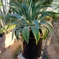 گل آگاو لاله ای سایز بزرگ