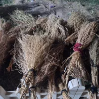 جارو|لوازم نظافت|تربتحیدریه, شهرک ولیعصر|دیوار