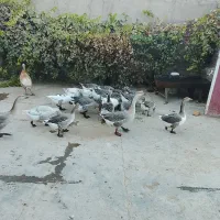 ۱۰عدد غو غاز چاقو چله|حیوانات مزرعه|بروجرد, |دیوار