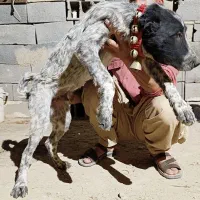 توله سگ