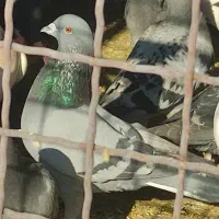 کفتر یا کبوتر گرفتنی