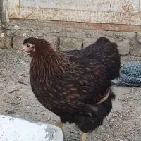 مرغ و خروس زیبا وبا اصالت یک جفت