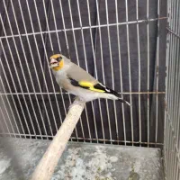 سهره قناری نر