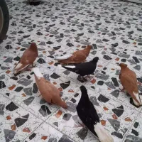 کبوتر ۶تا جوجه دم سفید جفت جوجه تاپ سورخ