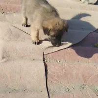 دو عدد توله سراب|سگ|ماهدشت, |دیوار