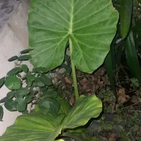 تعدادی گیاه یوگا و بابا آدم|گل و گیاه طبیعی|گتاب, |دیوار