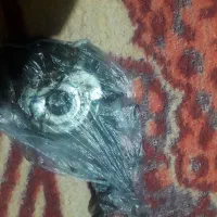 دوچرخه ژاپنی ۲۶|دوچرخه، اسکیت، اسکوتر|بندر ماهشهر, |دیوار