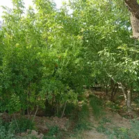 باغ ویلای سرسبز به متراژ 3900 متر غرق آباد نوبران|فروش خانه و ویلا|قم, صفائیه|دیوار