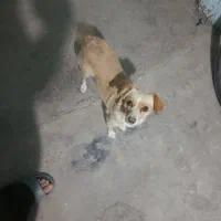 اشپیتزد ماده|سگ|کرمان, |دیوار