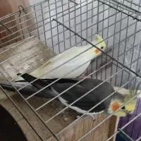 عروس هلندی مولد جفت|پرنده|باقرشهر, |دیوار