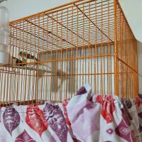 قناری جوجه ۹ماه|پرنده|سمنان, |دیوار