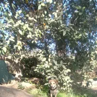 سگ پا کوتاه اصل|سگ|جیرفت, |دیوار