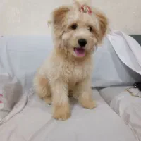 پودل بازیگوش ..و بسیار مهربون
