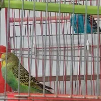 فروش مرغ عشق|پرنده|فیروزآباد (فارس), |دیوار