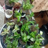 گل های آپارتمانی و حیاط|گل و گیاه طبیعی|آستارا, |دیوار