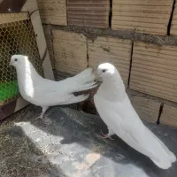 جفت سفید بلند