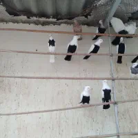 کود کفتر|گل و گیاه طبیعی|قم, قلعه عموحسین|دیوار