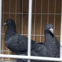 جوجه پلاکی درجه یک|پرنده|دزفول, |دیوار