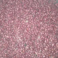 لوبیا قرمز  محلی الیگودرزی|خوردنی و آشامیدنی|بیرانوند, |دیوار