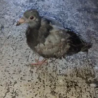 کبوتر|پرنده|جوانرود, |دیوار