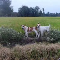 سگ گله گوسفند بسیار هوشیار|سگ|خان ببین, |دیوار