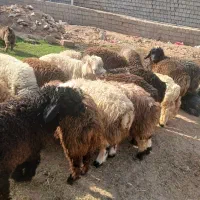بره و بیگ چاق روغنی برای کشت وهم زنده بازکول