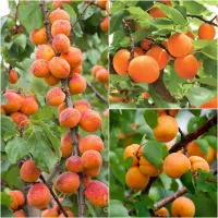 پشن فروت مرکبات شوگر بلوبری کیوی انگور  تمشک