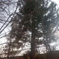 باغبانی هرس گل و نهال کاری جابجایی نهال درخت|خدمات باغبانی و درختکاری|مشهد, توس (بلوار توس)|دیوار