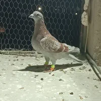 دورگ صید پرشی|پرنده|بجنورد, |دیوار