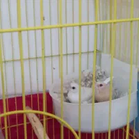 یک جفت فنچ بنگالی آماده|پرنده|مراغه, |دیوار