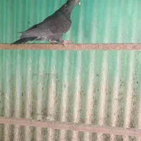 کفتر|پرنده|قم, باجک یک|دیوار