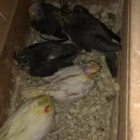 ۵عدد عروس ۳تانر قهوه ای و۲عددزرد ماده چشم شرابی|پرنده|بندر ماهشهر, |دیوار