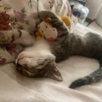 چهارتا بچه گربه