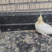 جوجه عروس هلندی