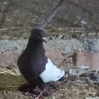 سینه قهوه ای|پرنده|مرودشت, کناره|دیوار