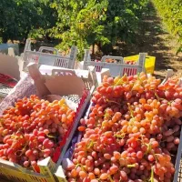 نهال انگور همه رقم|خدمات باغبانی و درختکاری|ملایر, |دیوار