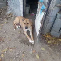 سگ ماده ۱۵ ماهه و  نر ۱۸ماهه  هردوتا سرابی