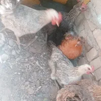 مرغ محلی تخم گذار سالم و سرحال