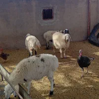 میش ‌آبست