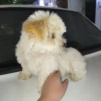 توله شیتزو دوماه ونیم