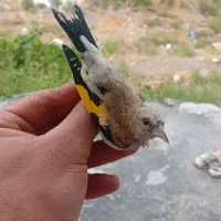 سقا دهبکری