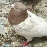 کبوتر کفتر کله زرد نر