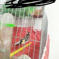 سلام دوتا سهره جوجه قفس و قناری مست