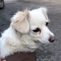 سگ گمشده به اسم جسیکا