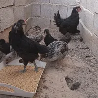 مرغ کرچ  با  هفت جوجه   دو ماهه  زیبا|حیوانات مزرعه|همدان, |دیوار