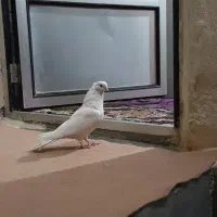 کبوتر ماده|پرنده|ساوه, |دیوار