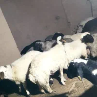 بره نر چاق گوسفند|حیوانات مزرعه|یزد, |دیوار